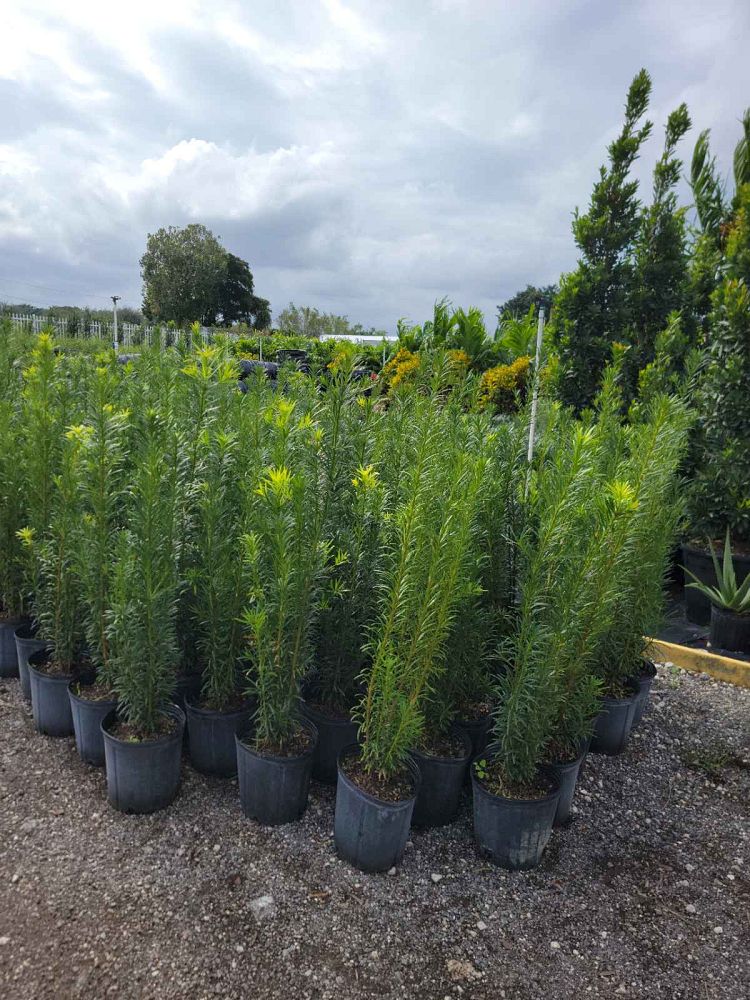 podocarpus-macrophyllus-japanese-yew