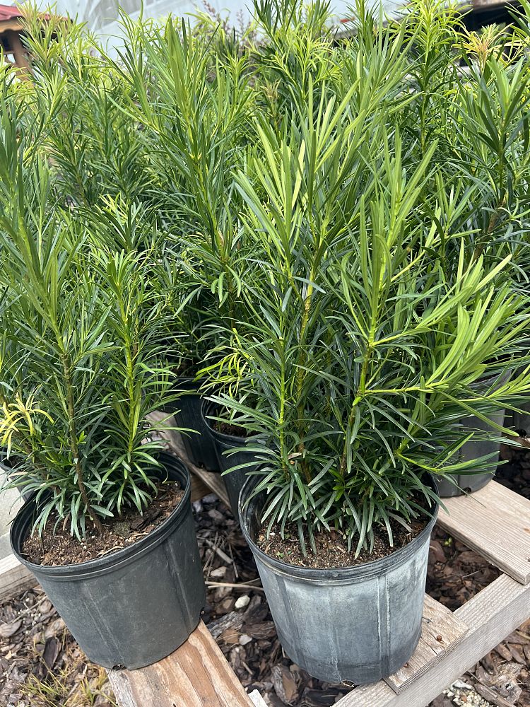 podocarpus-macrophyllus-japanese-yew