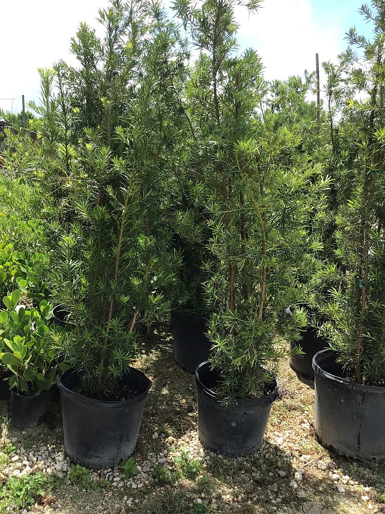 podocarpus-macrophyllus-japanese-yew