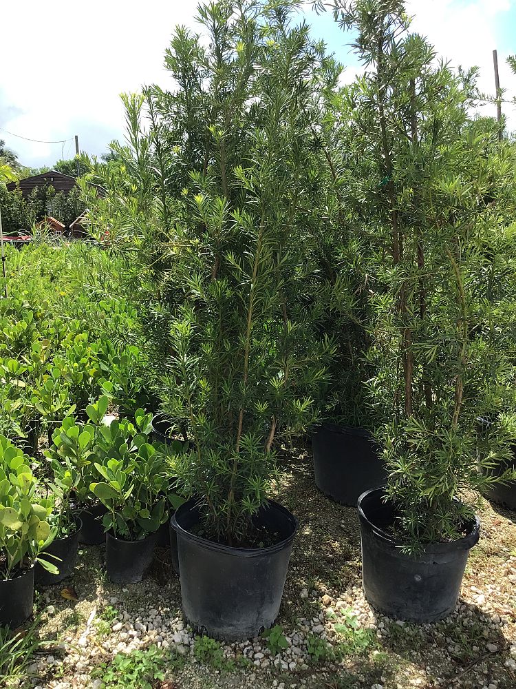 podocarpus-macrophyllus-japanese-yew