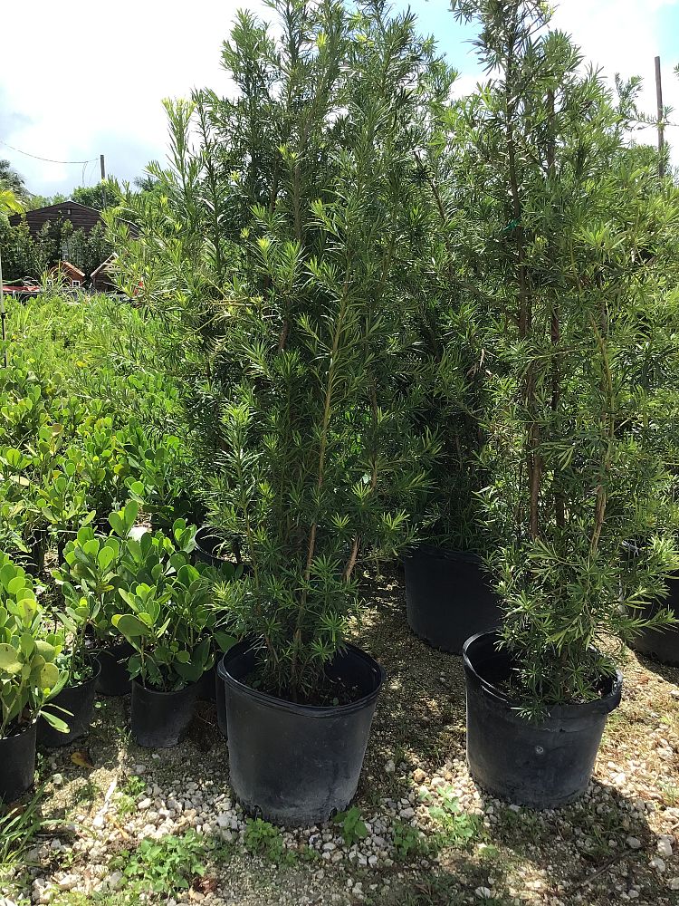 podocarpus-macrophyllus-japanese-yew