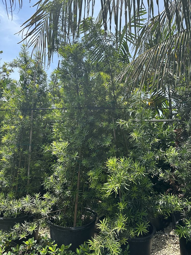 podocarpus-macrophyllus-japanese-yew