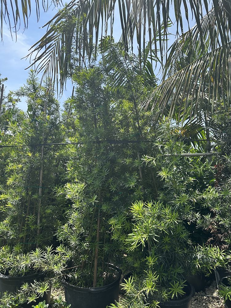 podocarpus-macrophyllus-japanese-yew