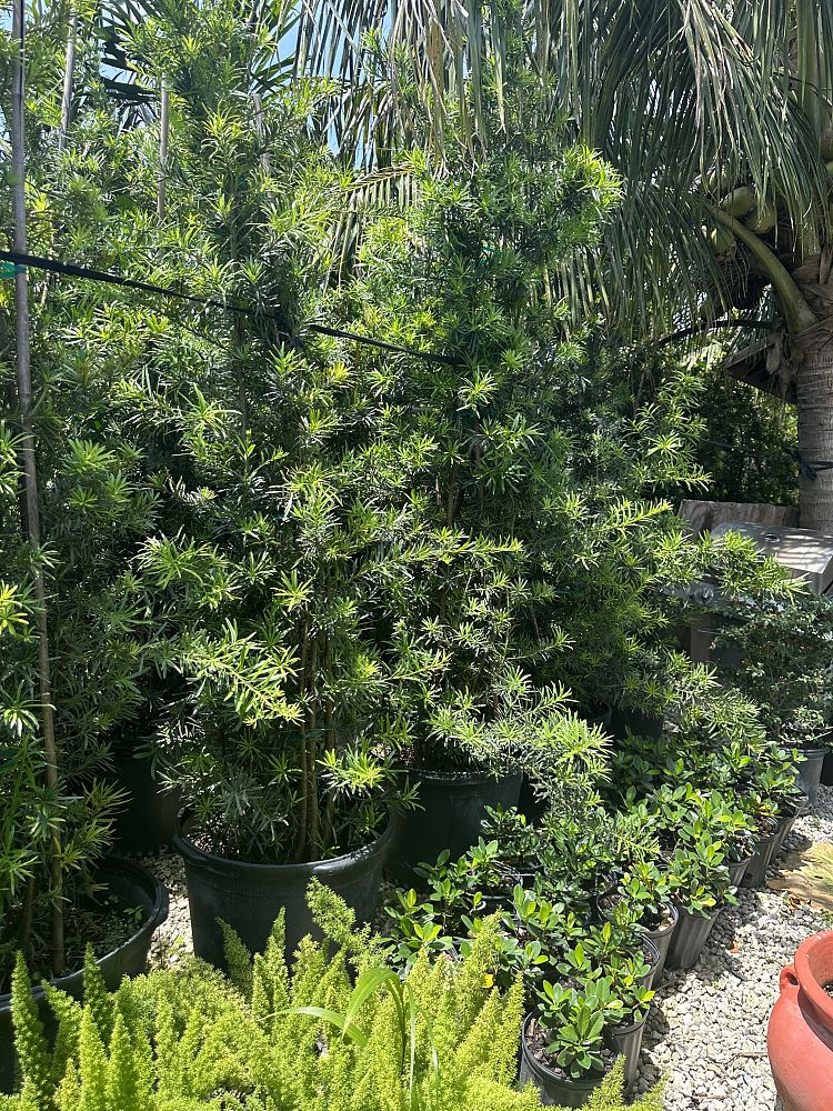 podocarpus-macrophyllus-japanese-yew