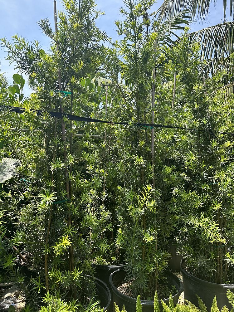 podocarpus-macrophyllus-japanese-yew