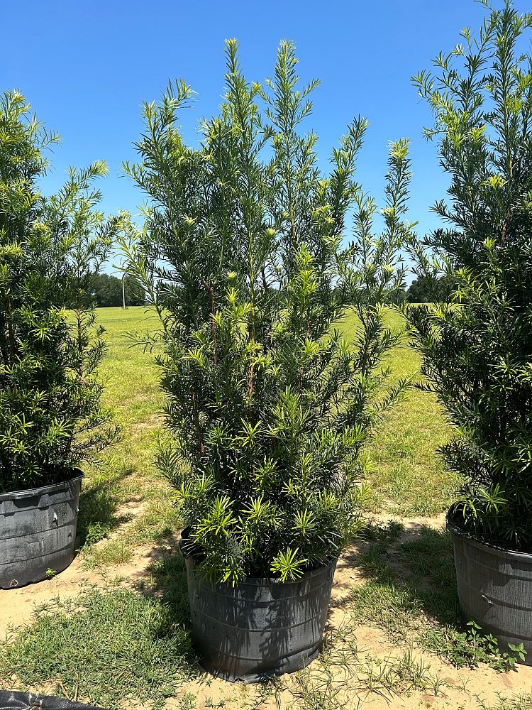 podocarpus-macrophyllus-japanese-yew