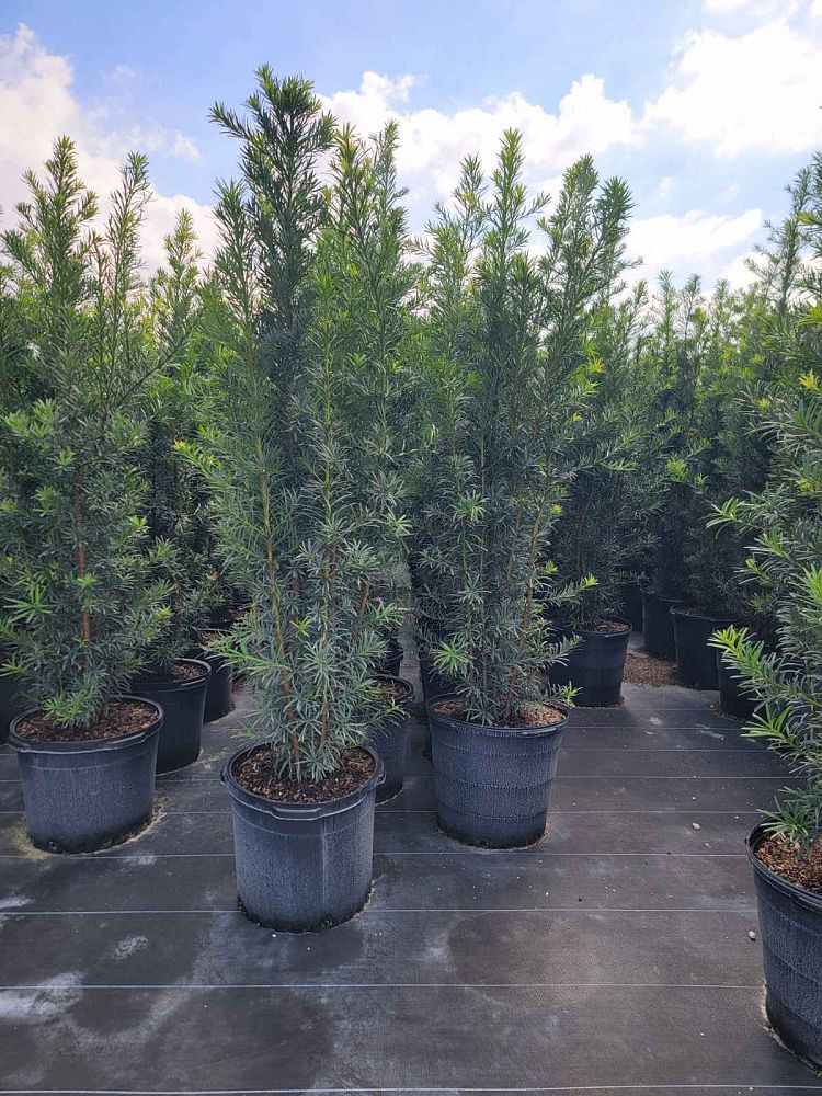 podocarpus-macrophyllus-japanese-yew