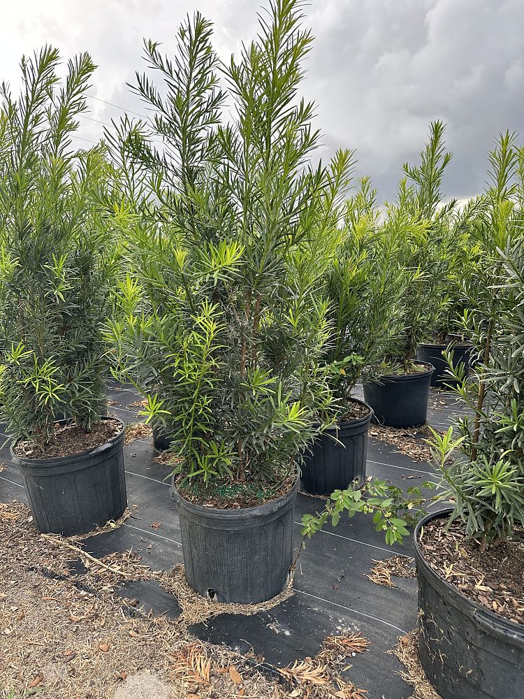 podocarpus-macrophyllus-japanese-yew