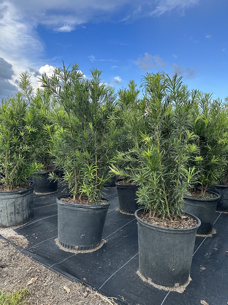 podocarpus-macrophyllus-japanese-yew