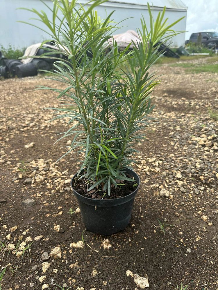 podocarpus-macrophyllus-japanese-yew