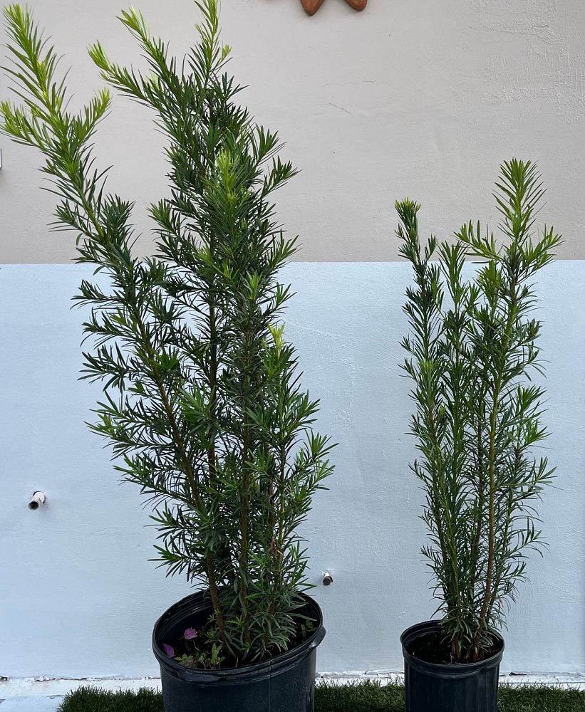podocarpus-macrophyllus-japanese-yew