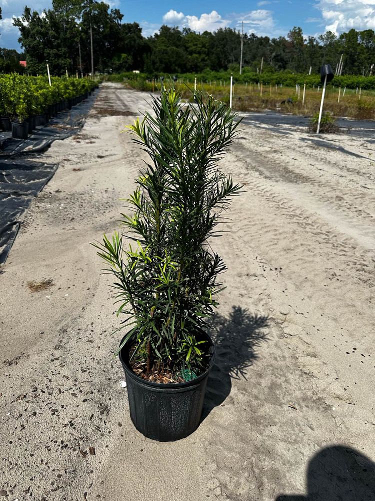 podocarpus-macrophyllus-japanese-yew