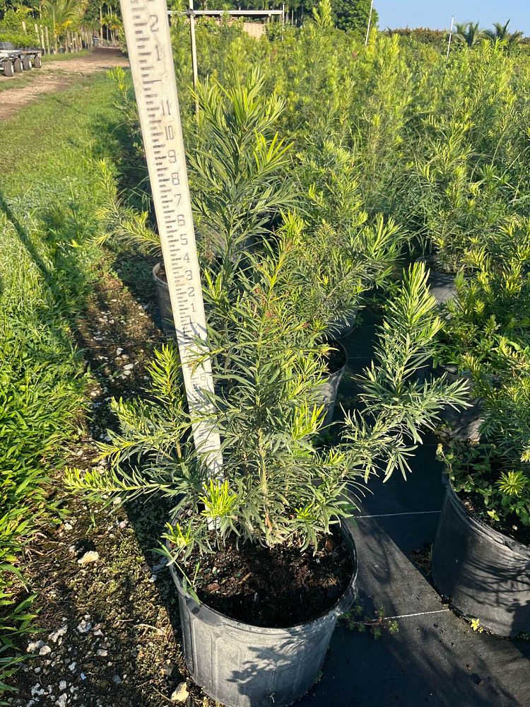podocarpus-macrophyllus-japanese-yew