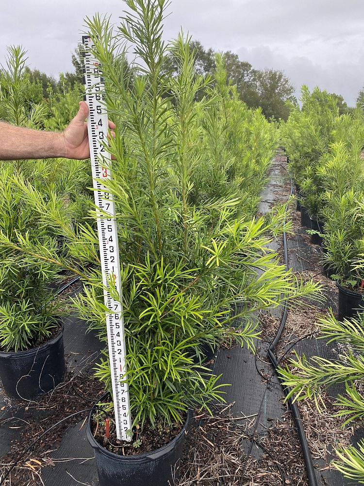 podocarpus-macrophyllus-japanese-yew