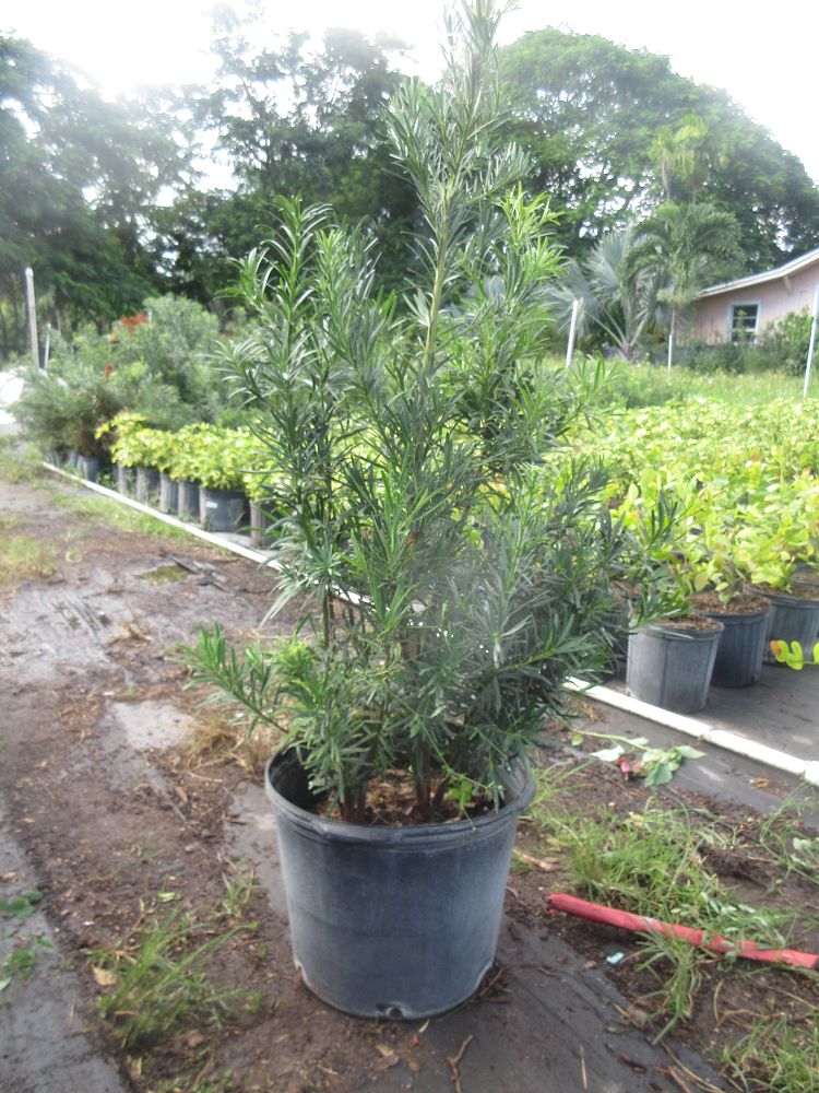 podocarpus-macrophyllus-japanese-yew