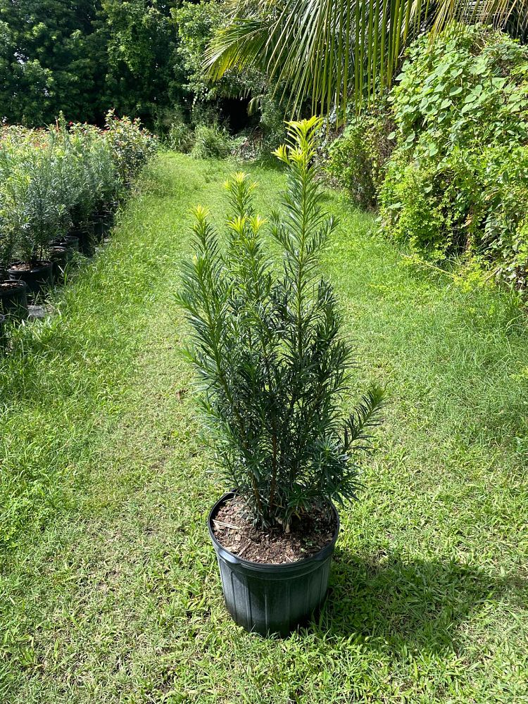 podocarpus-macrophyllus-japanese-yew