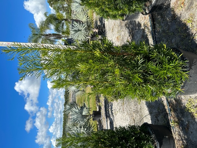 podocarpus-macrophyllus-japanese-yew