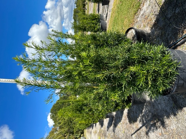 podocarpus-macrophyllus-japanese-yew