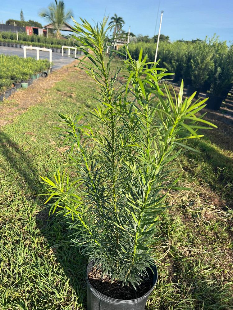podocarpus-macrophyllus-japanese-yew