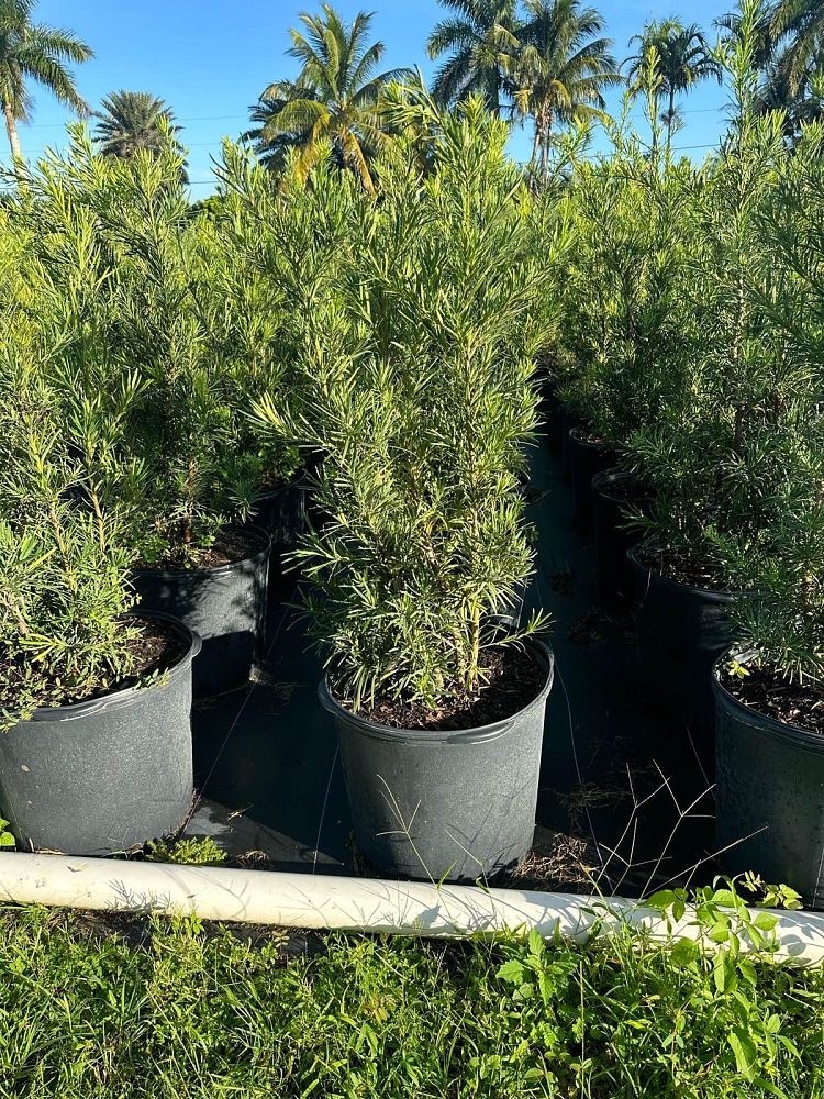 podocarpus-macrophyllus-japanese-yew