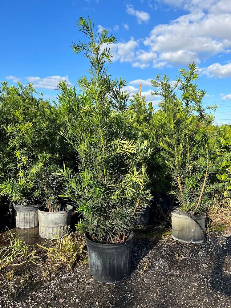 podocarpus-macrophyllus-japanese-yew