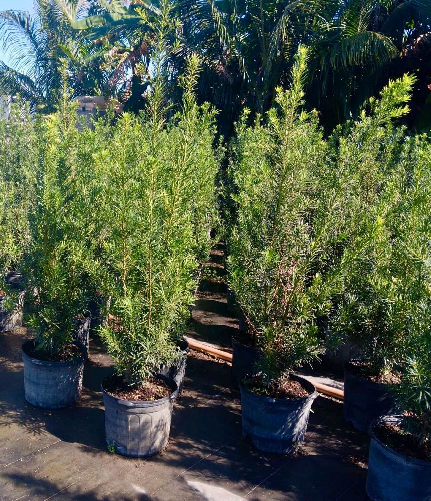 podocarpus-macrophyllus-japanese-yew