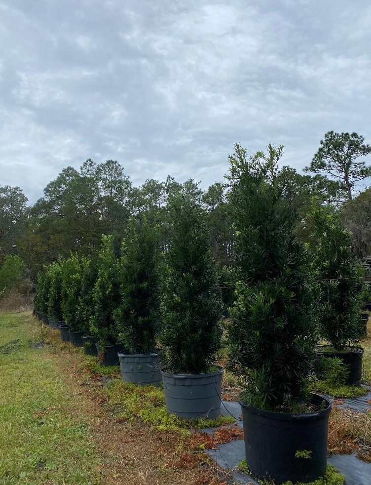 podocarpus-macrophyllus-japanese-yew