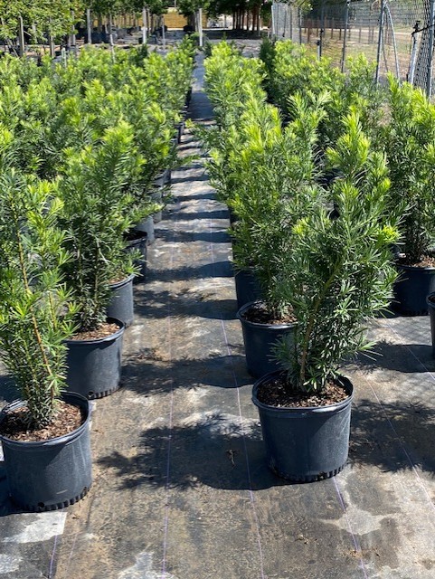 podocarpus-macrophyllus-japanese-yew