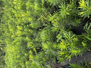 podocarpus-macrophyllus-japanese-yew