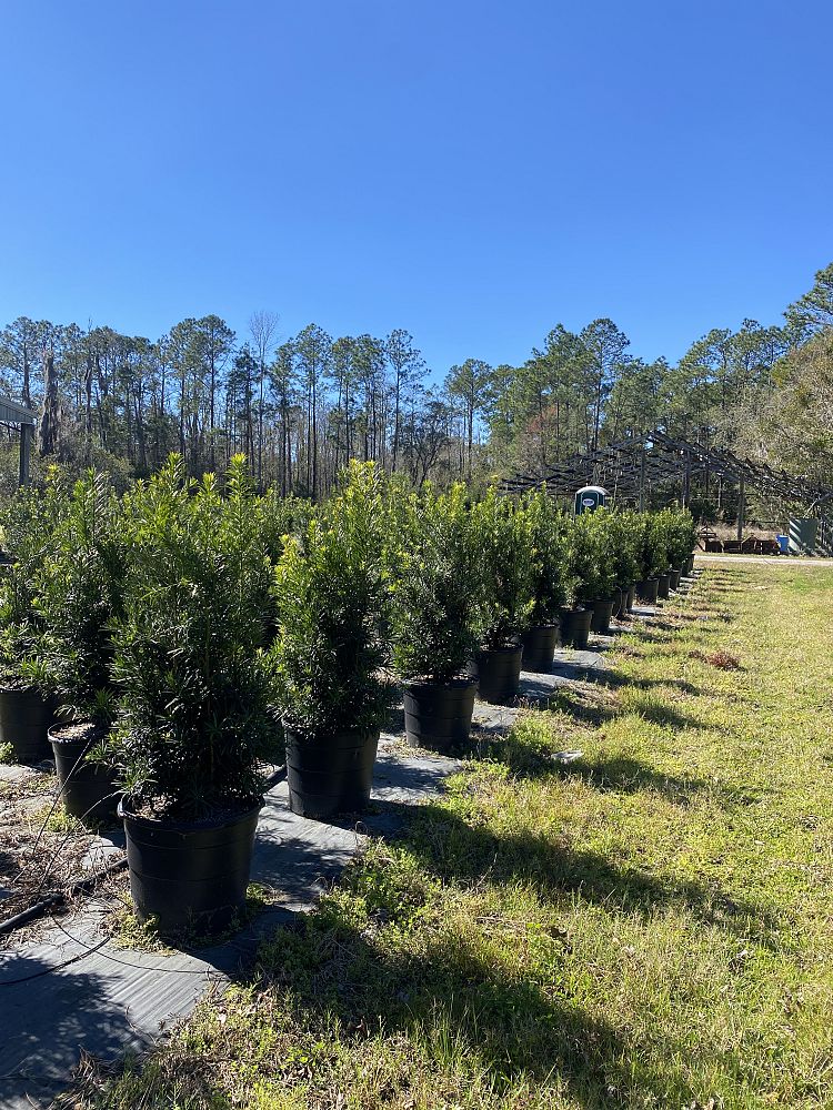 podocarpus-macrophyllus-japanese-yew