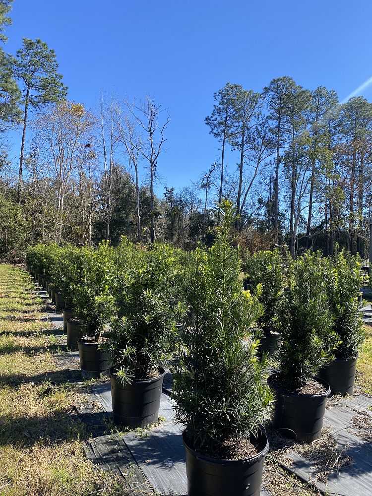 podocarpus-macrophyllus-japanese-yew