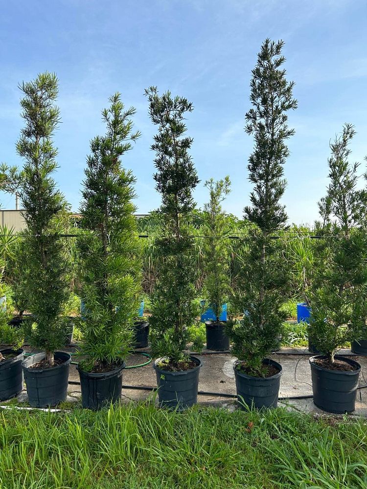 podocarpus-macrophyllus-japanese-yew