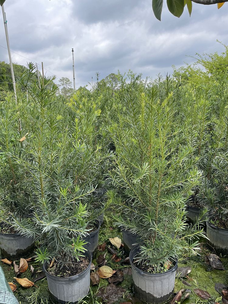 podocarpus-macrophyllus-japanese-yew