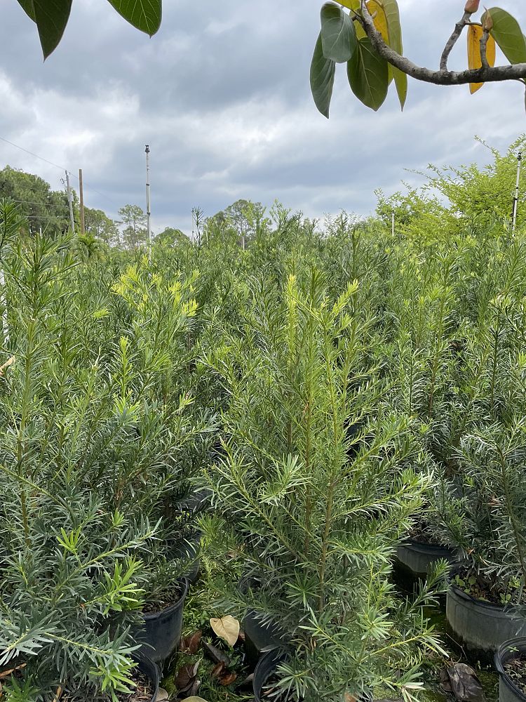 podocarpus-macrophyllus-japanese-yew