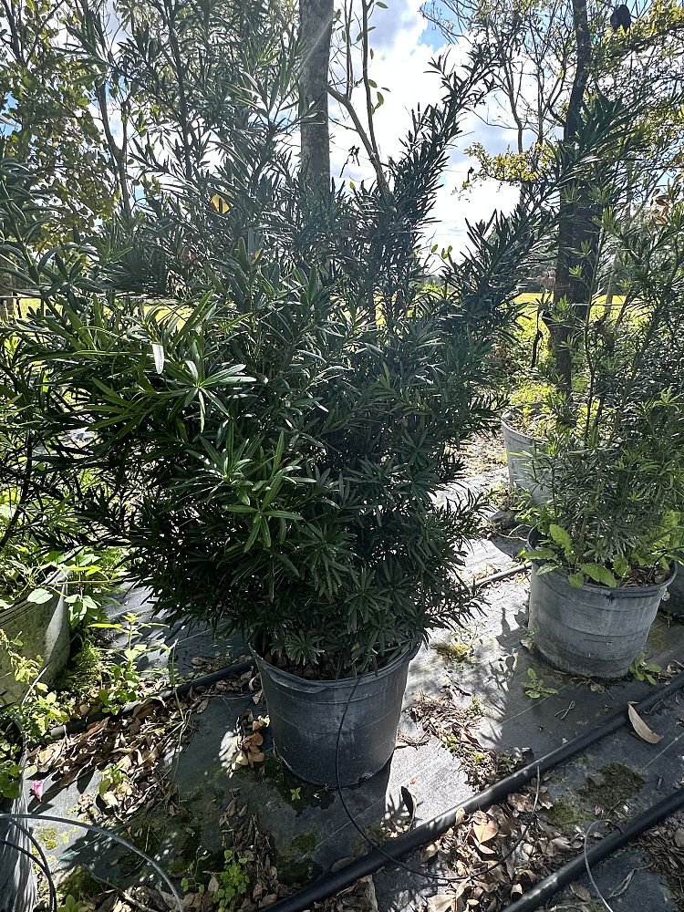 podocarpus-macrophyllus-japanese-yew