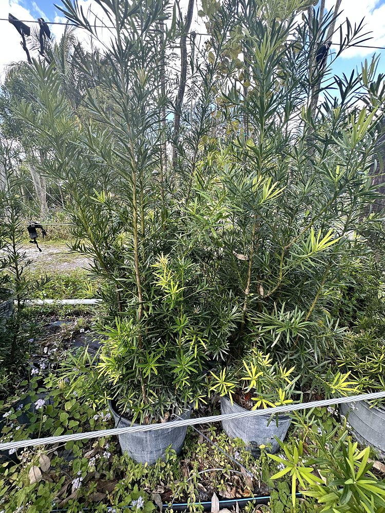 podocarpus-macrophyllus-japanese-yew