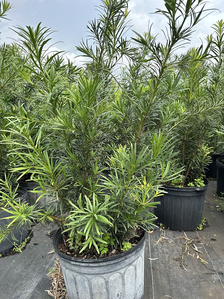 podocarpus-macrophyllus-japanese-yew