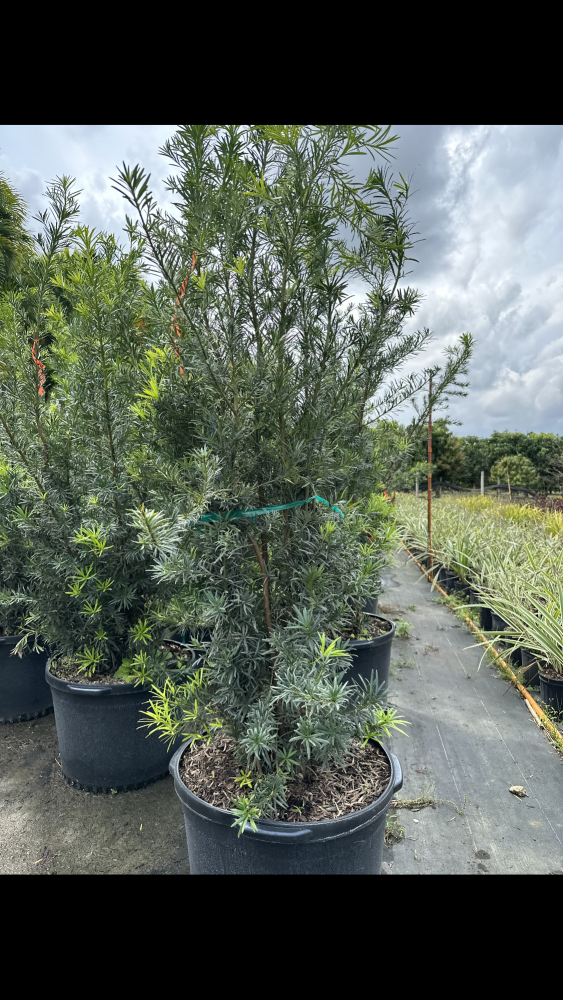 podocarpus-macrophyllus-japanese-yew