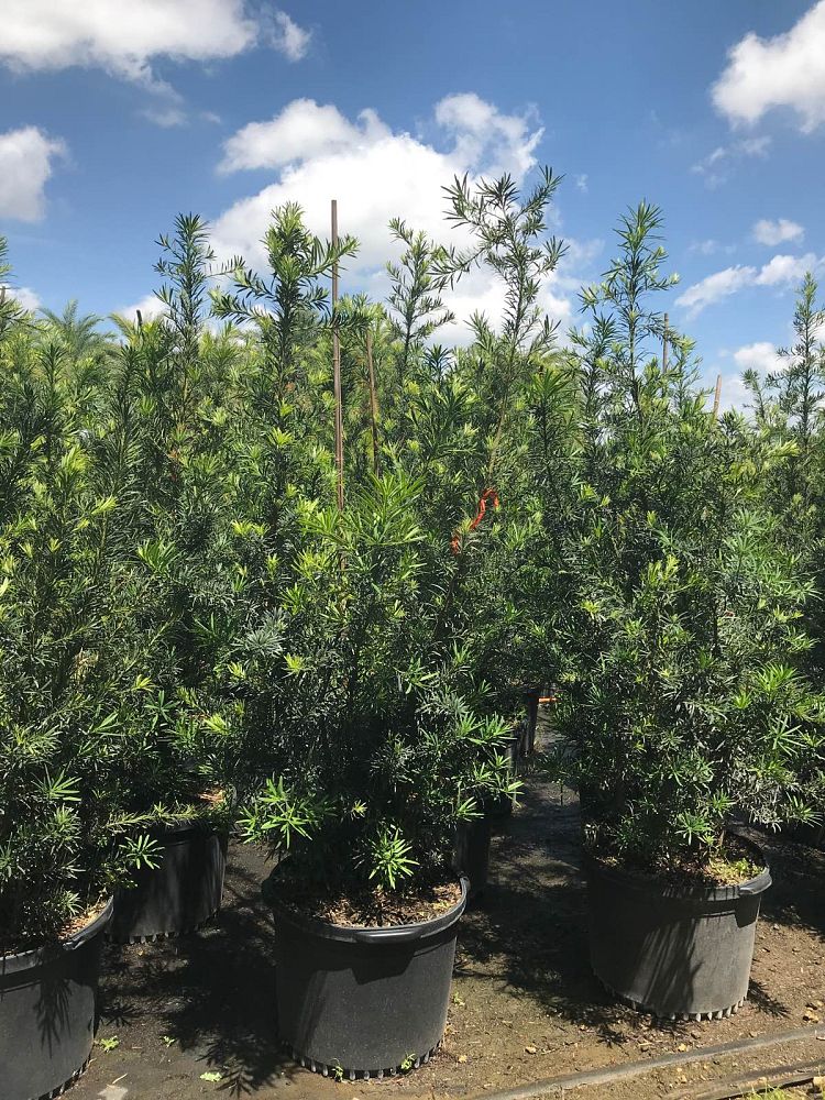 podocarpus-macrophyllus-japanese-yew