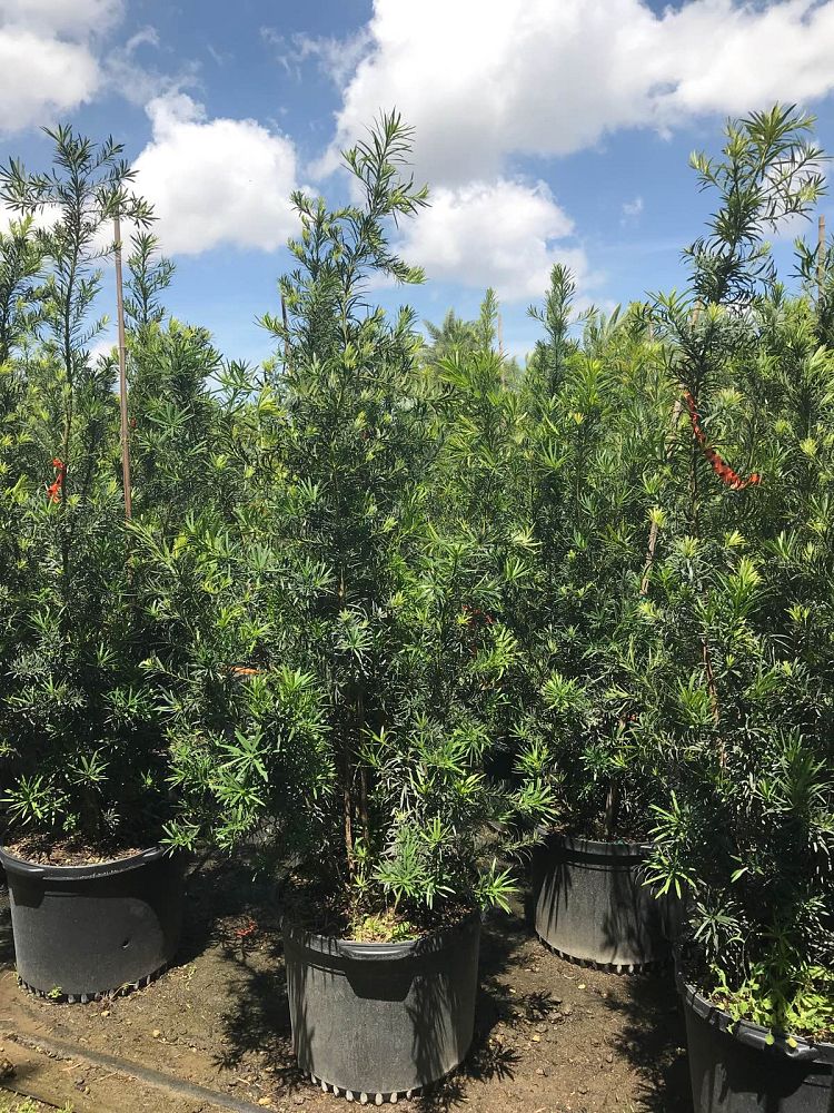 podocarpus-macrophyllus-japanese-yew