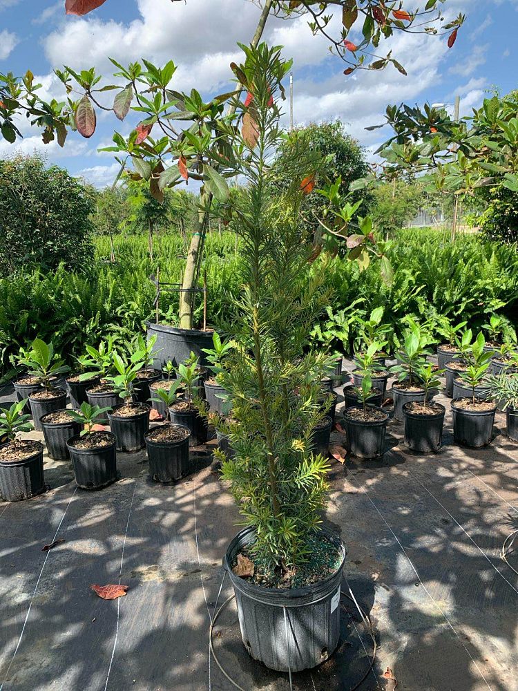 podocarpus-macrophyllus-japanese-yew