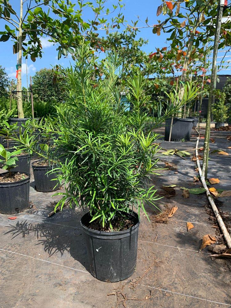 podocarpus-macrophyllus-japanese-yew