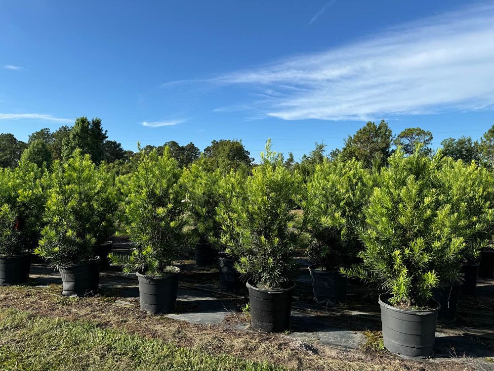 podocarpus-macrophyllus-japanese-yew
