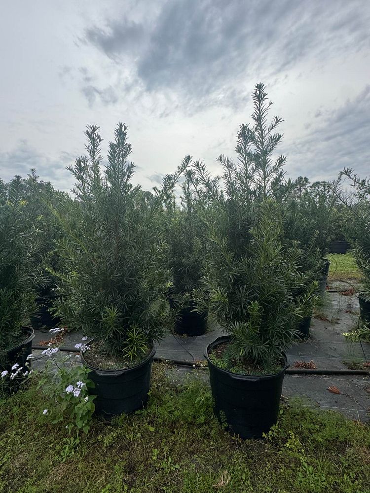podocarpus-macrophyllus-japanese-yew