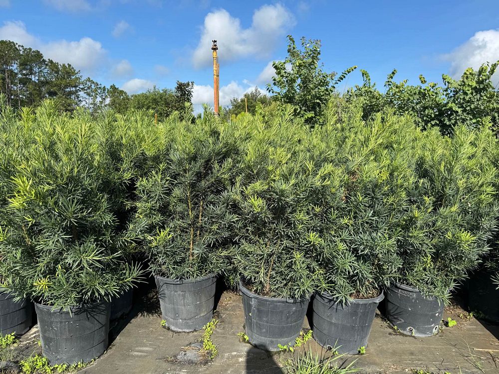 podocarpus-macrophyllus-japanese-yew
