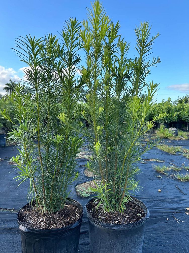 podocarpus-macrophyllus-japanese-yew