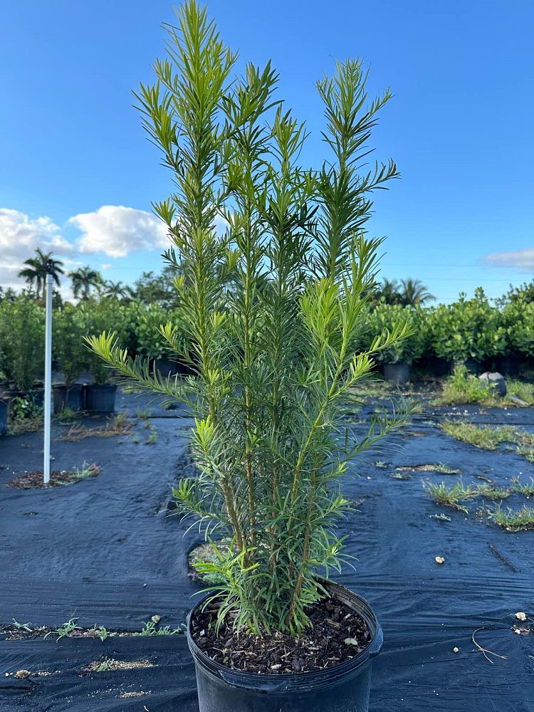 podocarpus-macrophyllus-japanese-yew