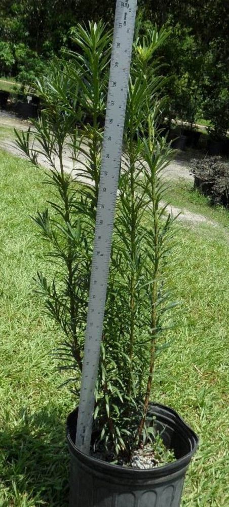 podocarpus-macrophyllus-japanese-yew