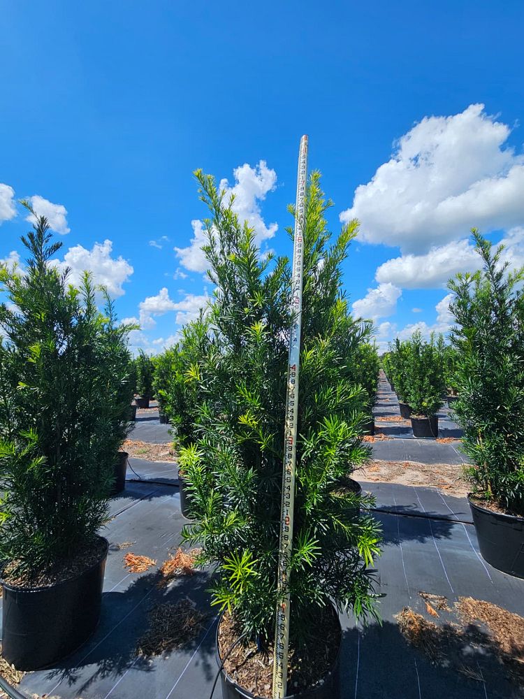 podocarpus-macrophyllus-japanese-yew