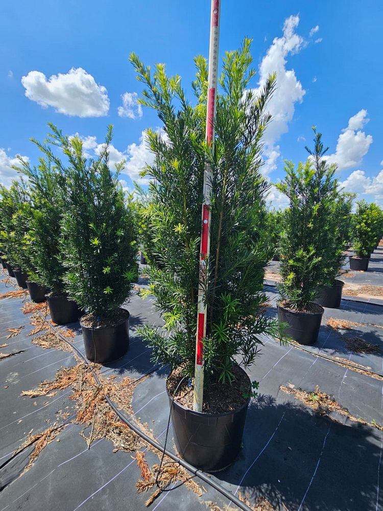 podocarpus-macrophyllus-japanese-yew